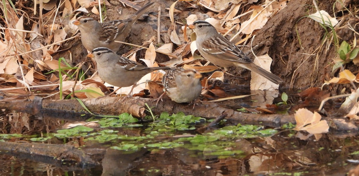 White-crowned Sparrow - ML628050630