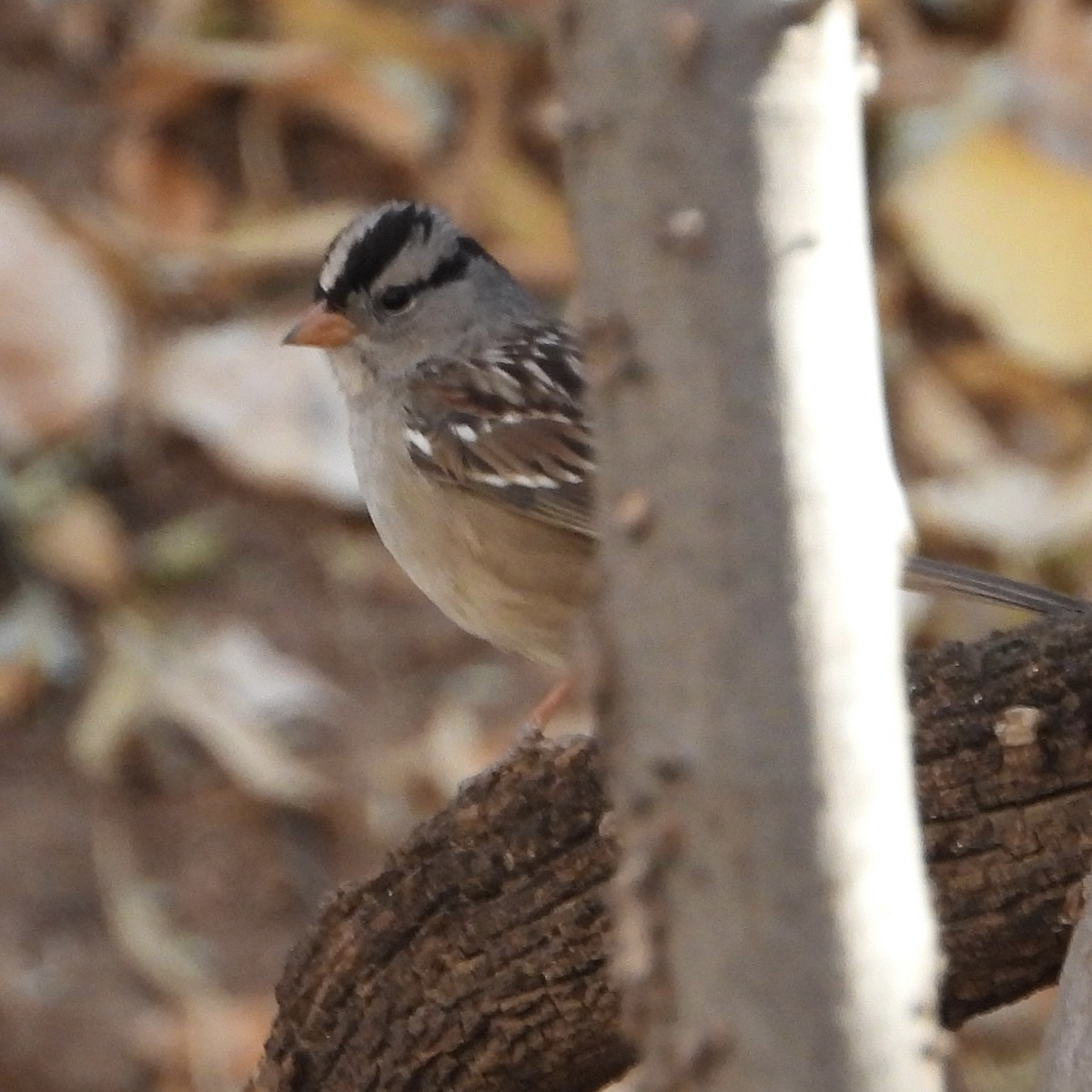 White-crowned Sparrow - ML628050633