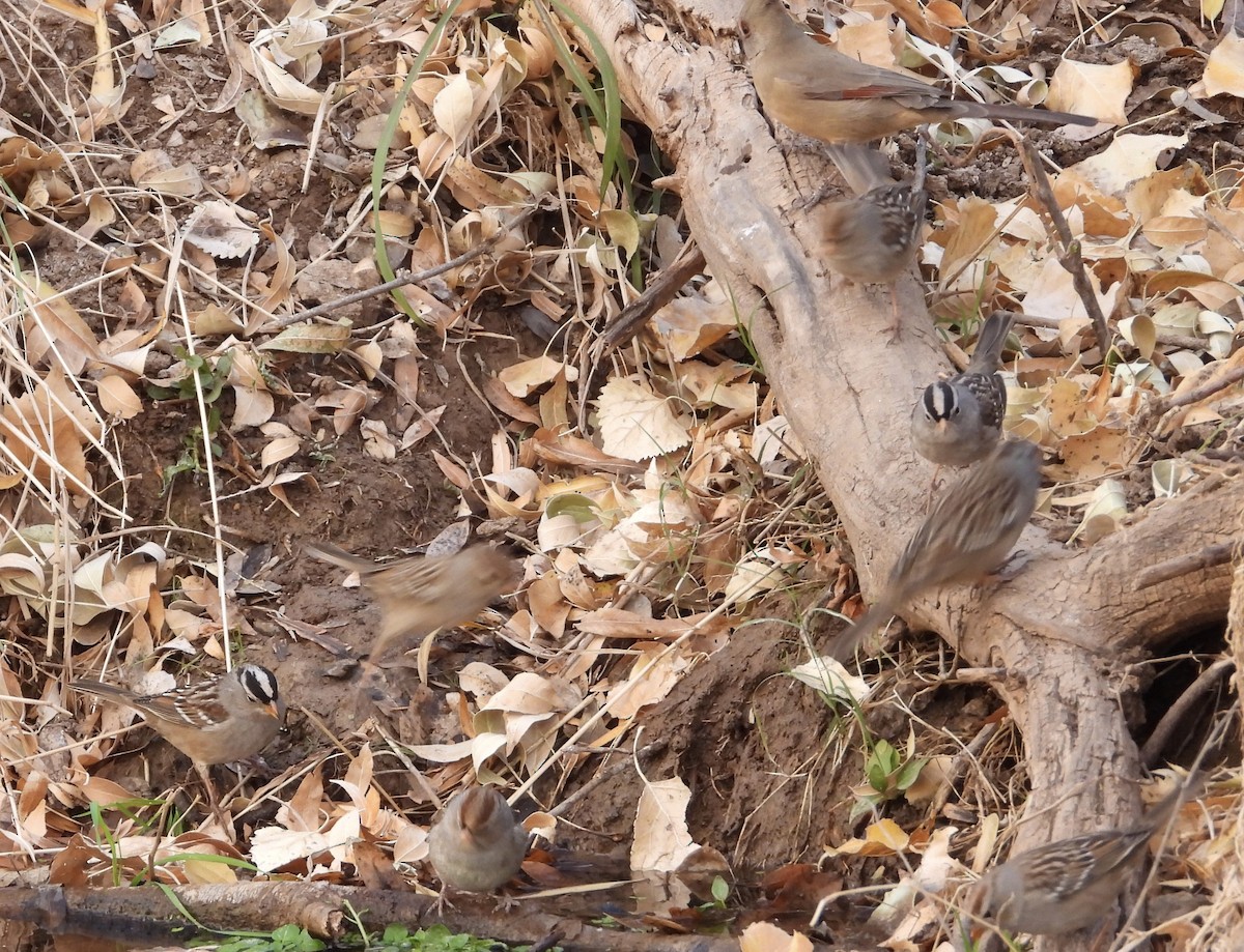 White-crowned Sparrow - ML628050644