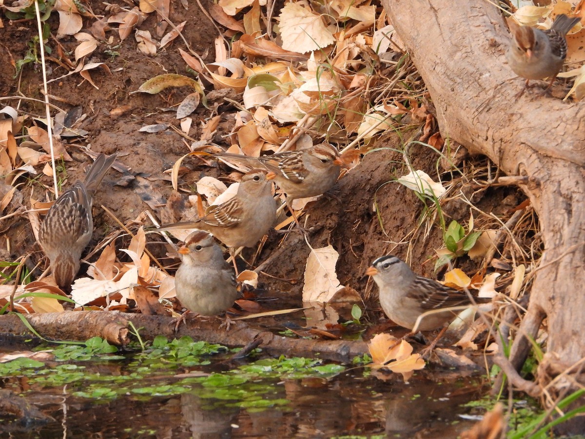 White-crowned Sparrow - ML628050645