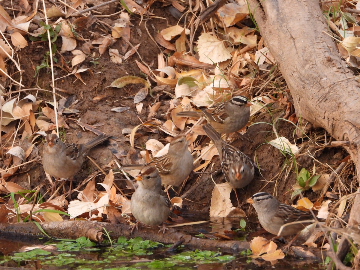 White-crowned Sparrow - ML628050647