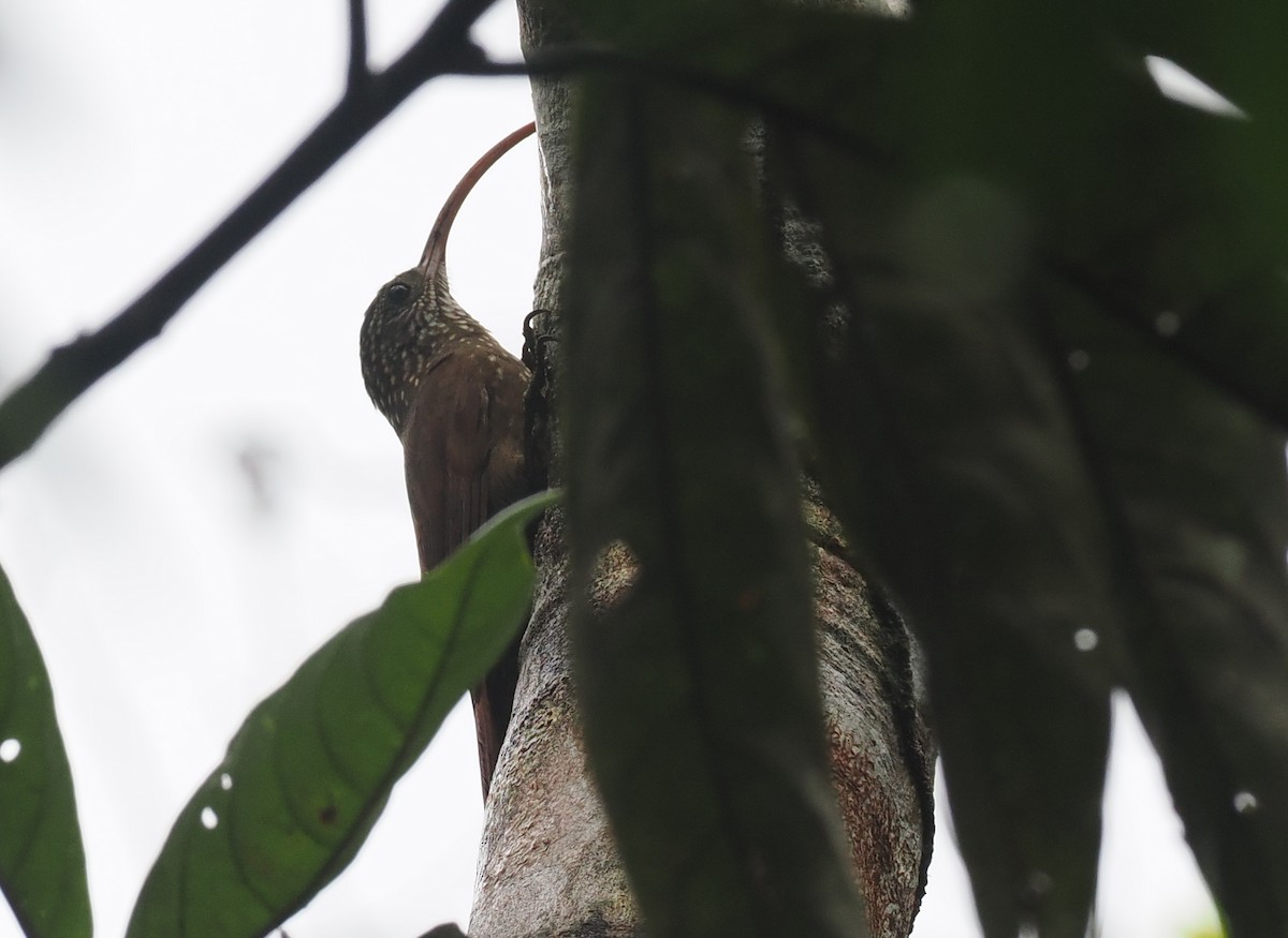 Curve-billed Scythebill - ML628050651