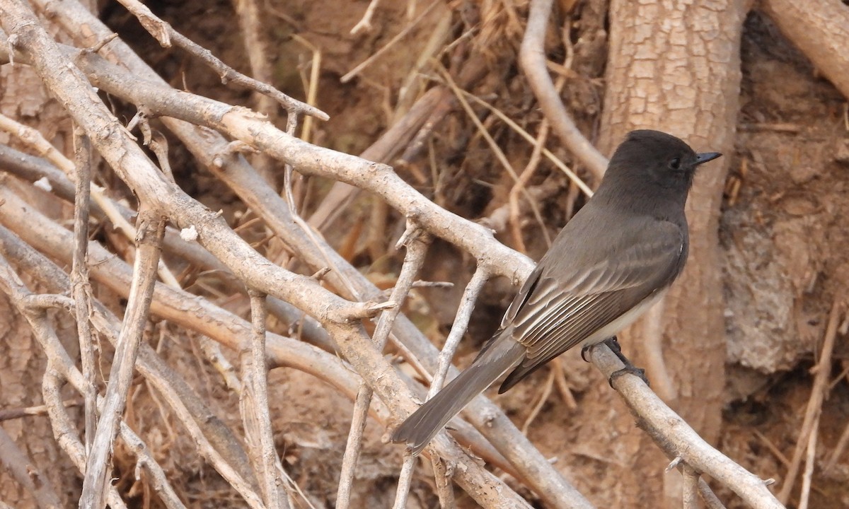 Black Phoebe - ML628050662