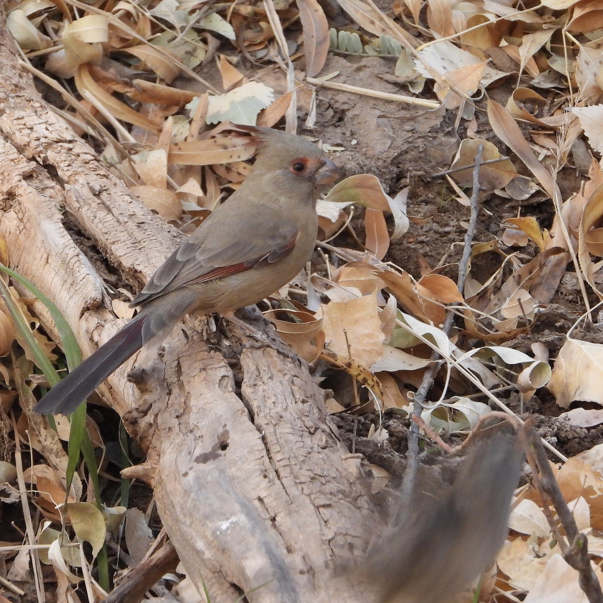 Pyrrhuloxia - ML628050673