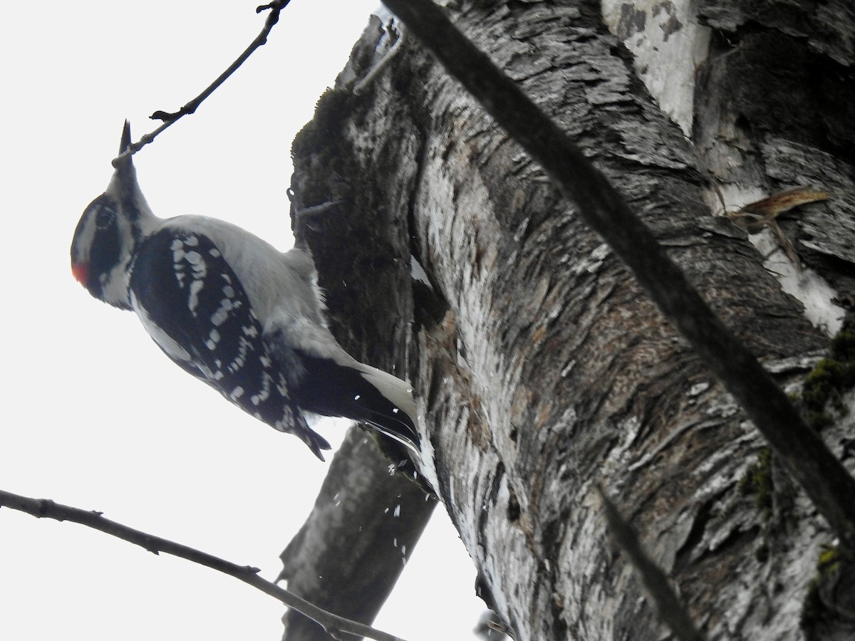 Hairy Woodpecker - ML628050675