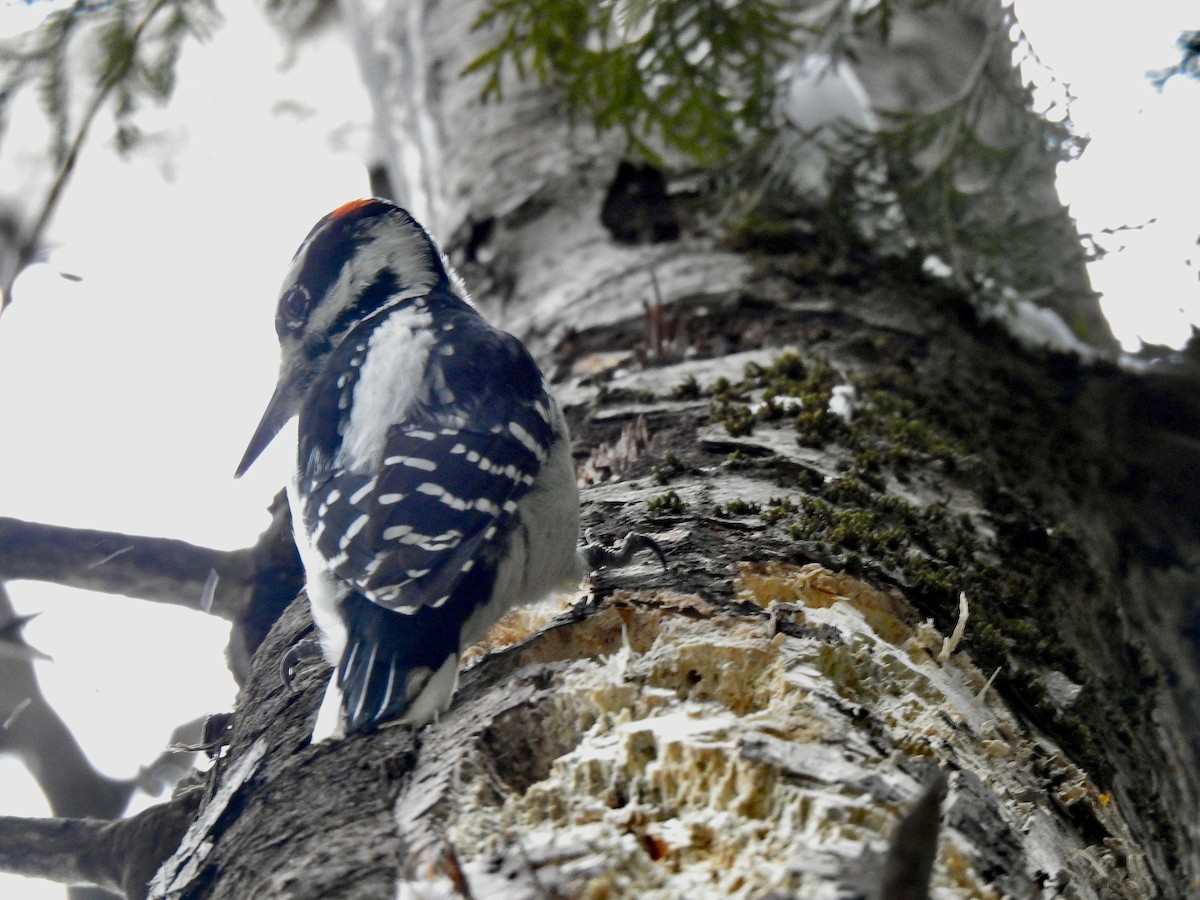 Hairy Woodpecker - ML628050676