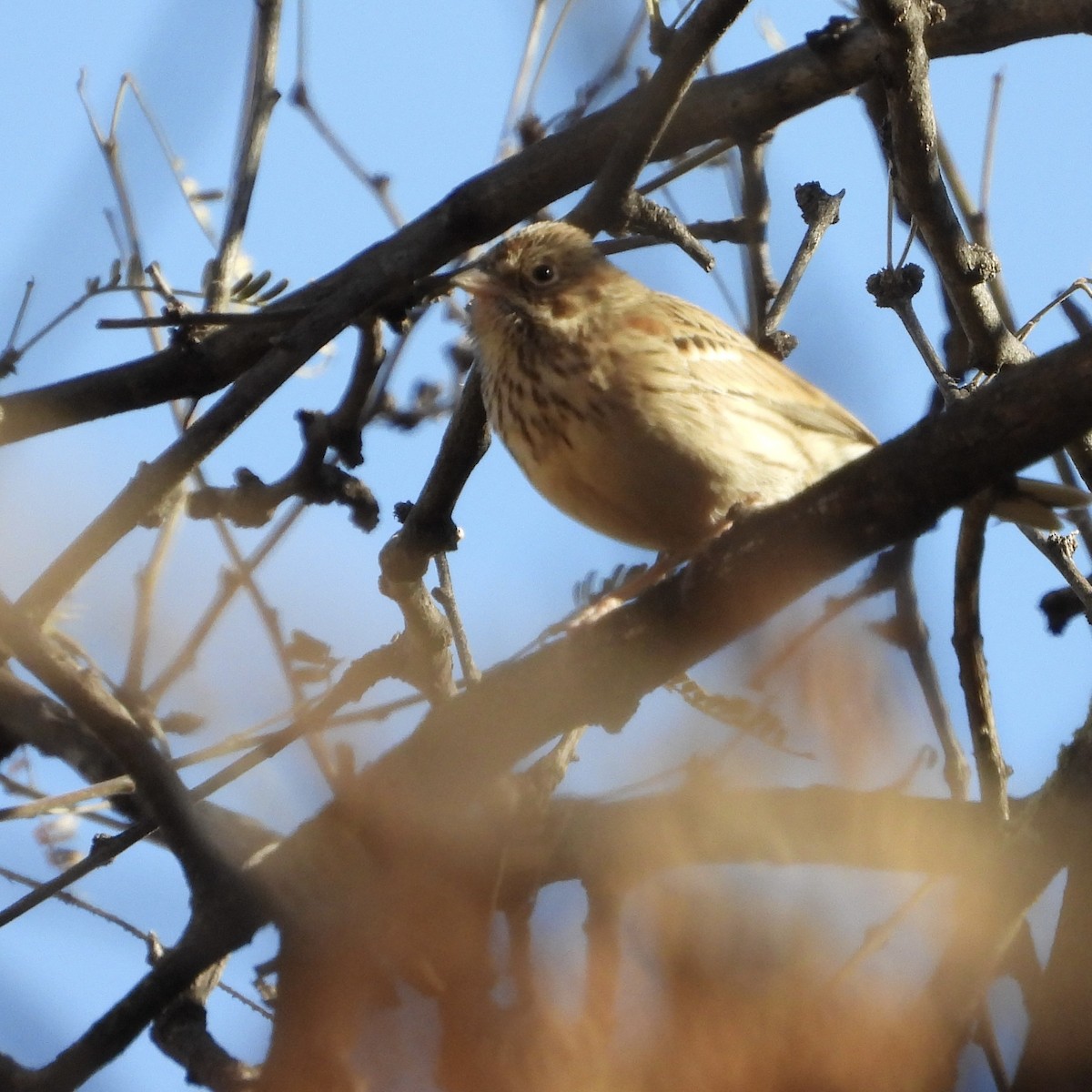 Vesper Sparrow - ML628050680