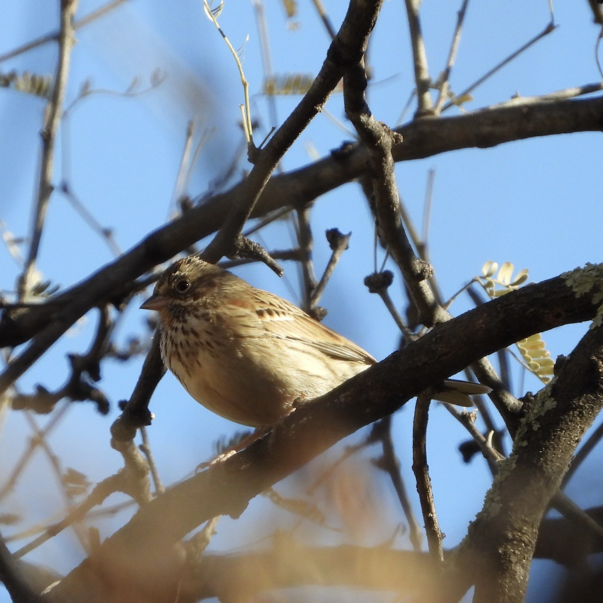 Vesper Sparrow - ML628050681