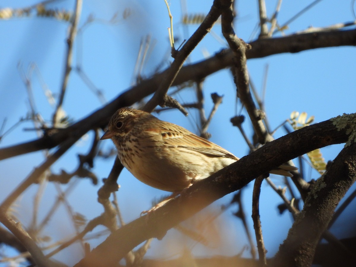 Vesper Sparrow - ML628050682