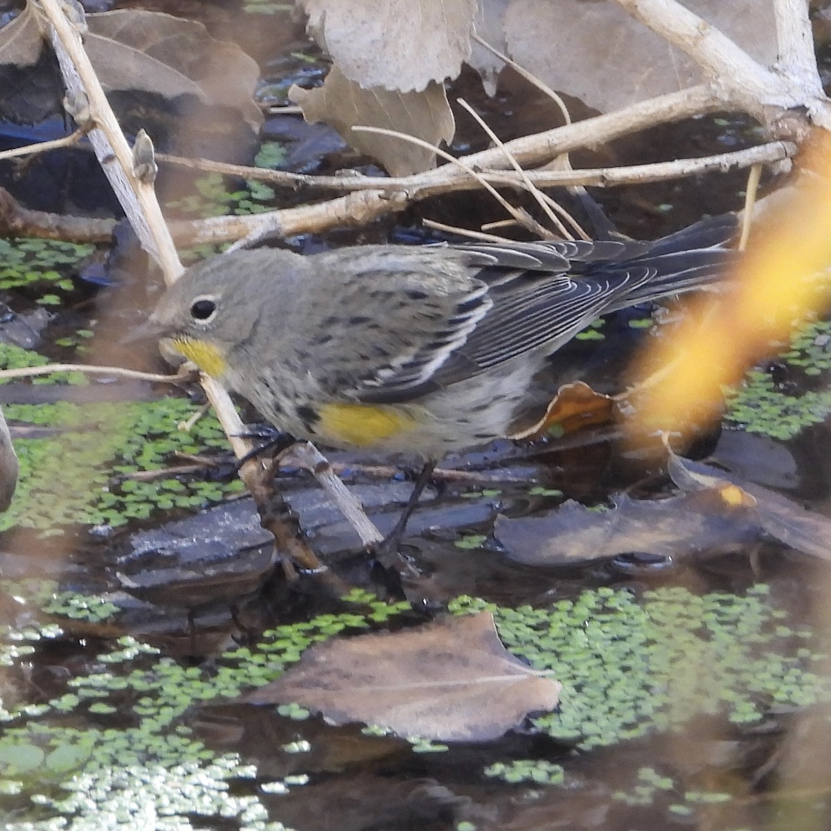 Yellow-rumped Warbler (Audubon's) - ML628050695