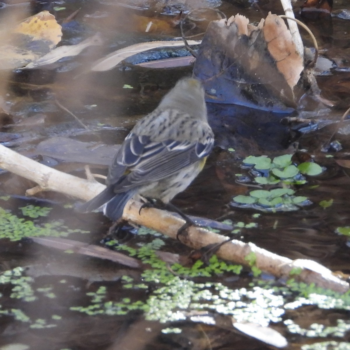 Yellow-rumped Warbler (Audubon's) - ML628050696