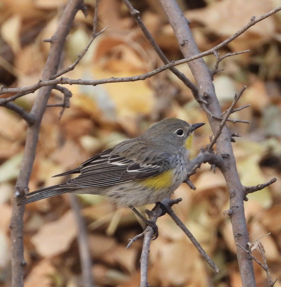 Yellow-rumped Warbler (Audubon's) - ML628050697