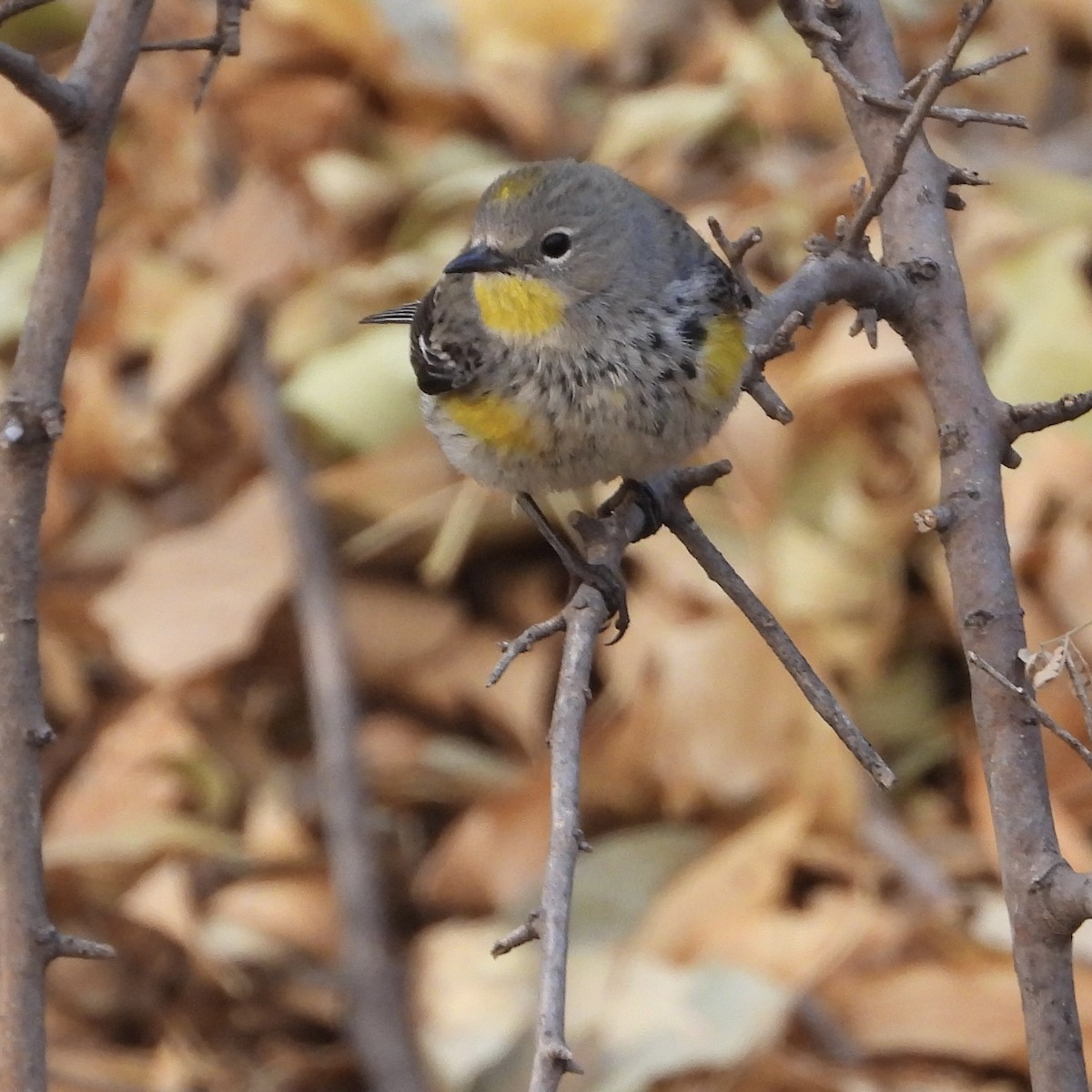 Yellow-rumped Warbler (Audubon's) - ML628050698