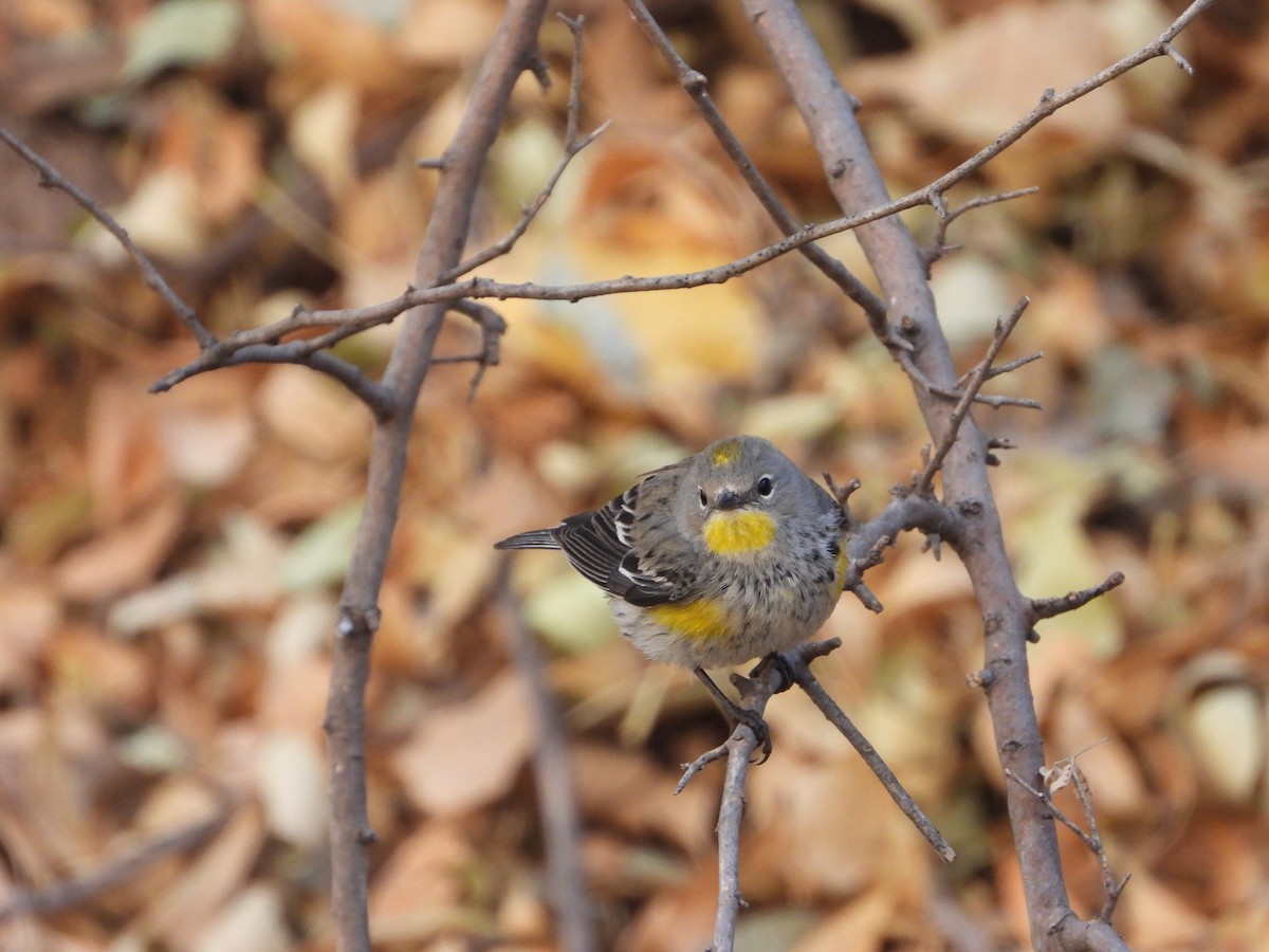 Yellow-rumped Warbler (Audubon's) - ML628050699