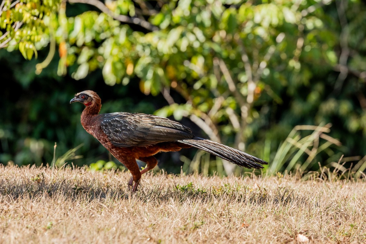 White-crested Guan - ML628050743