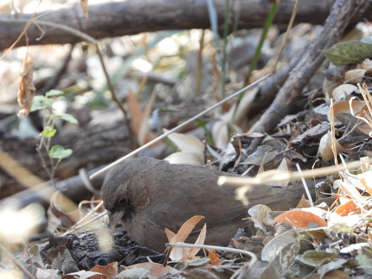 Abert's Towhee - ML628050746