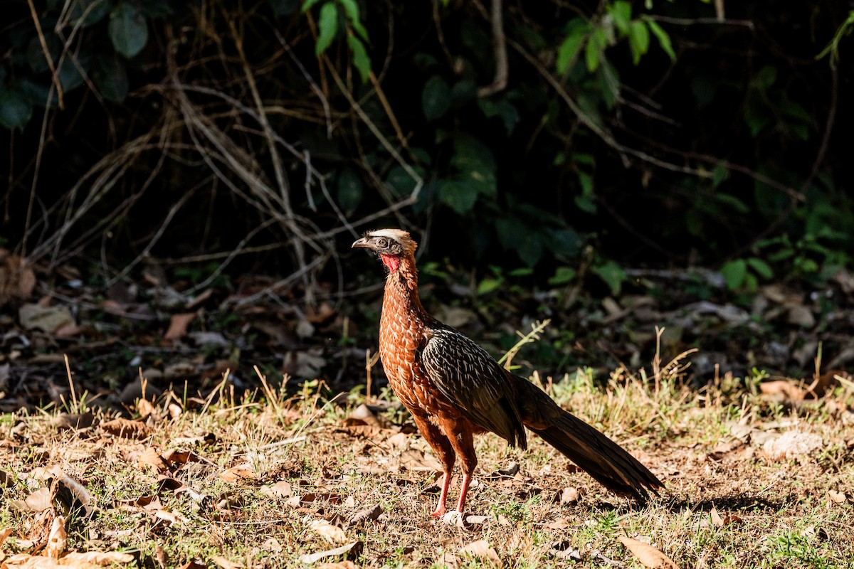 White-crested Guan - ML628050747
