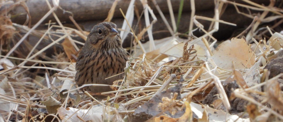 Lincoln's Sparrow - ML628050772