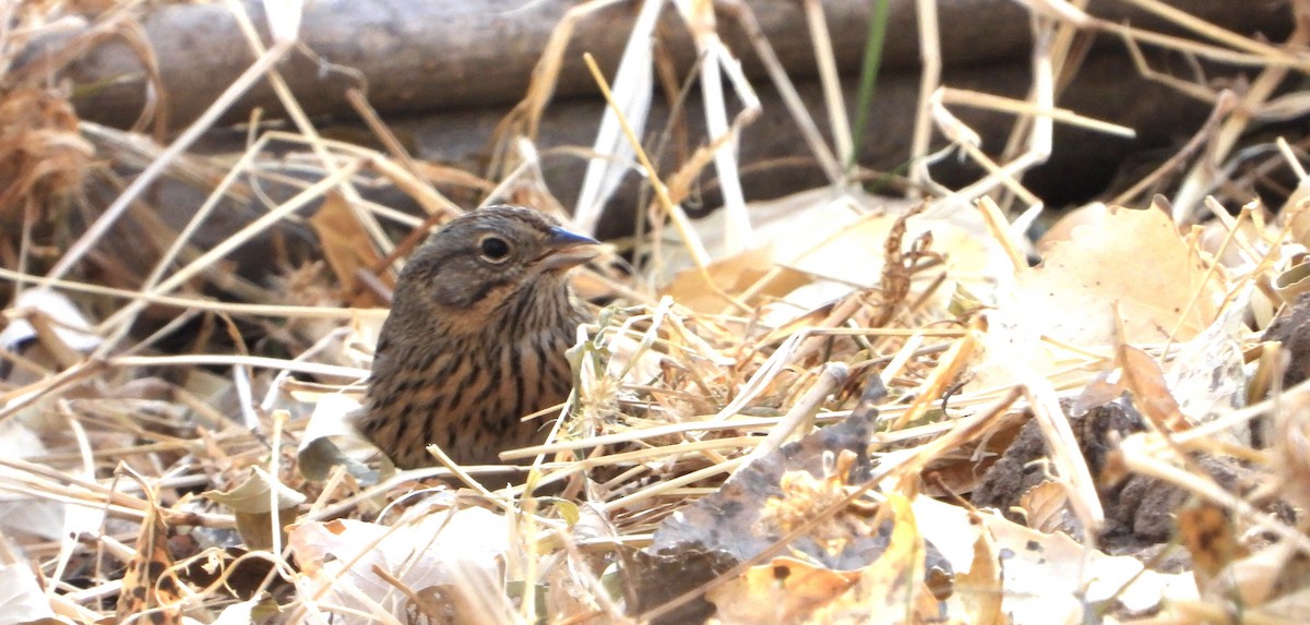 Lincoln's Sparrow - ML628050774