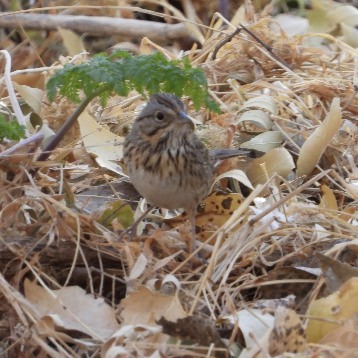 Lincoln's Sparrow - ML628050778