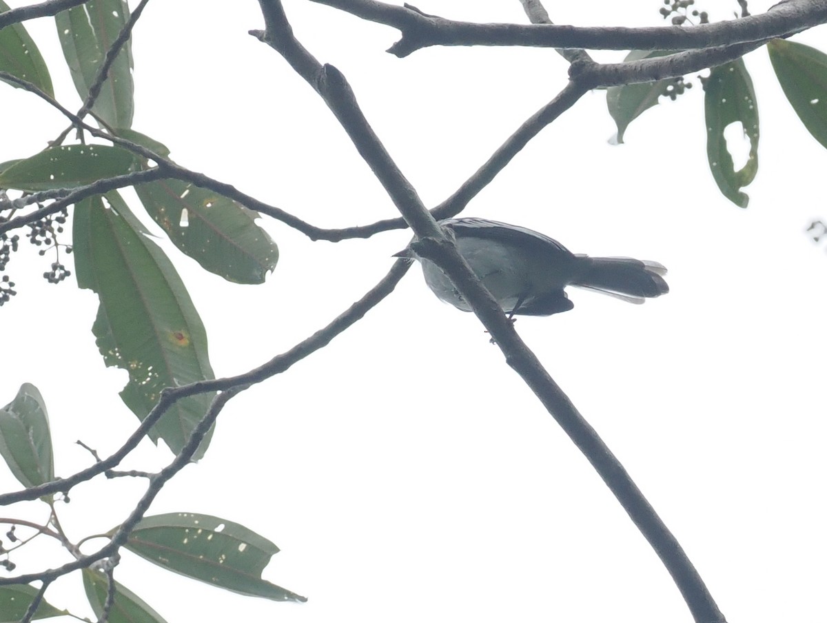 Amazonian Elaenia - ML628050793
