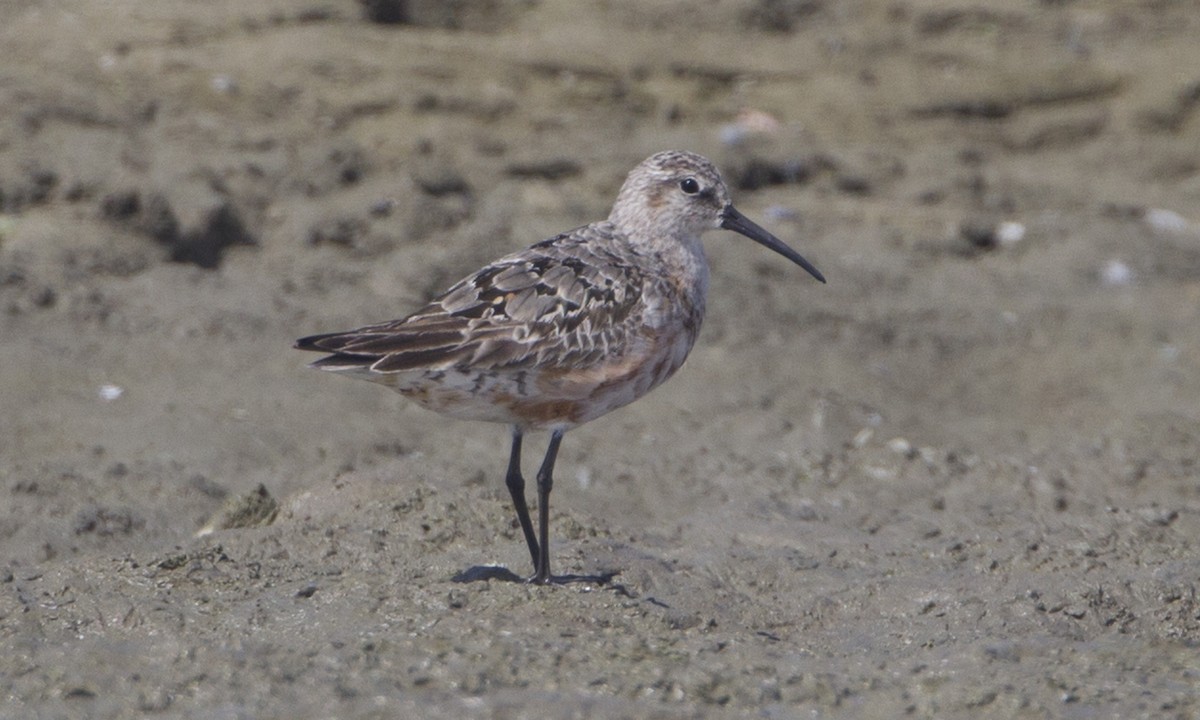 Curlew Sandpiper - ML62805081