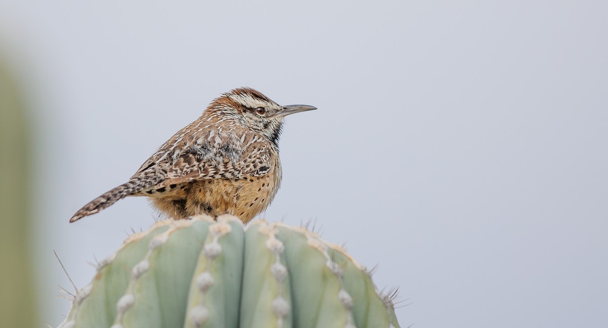 Cactus Wren - ML628050811