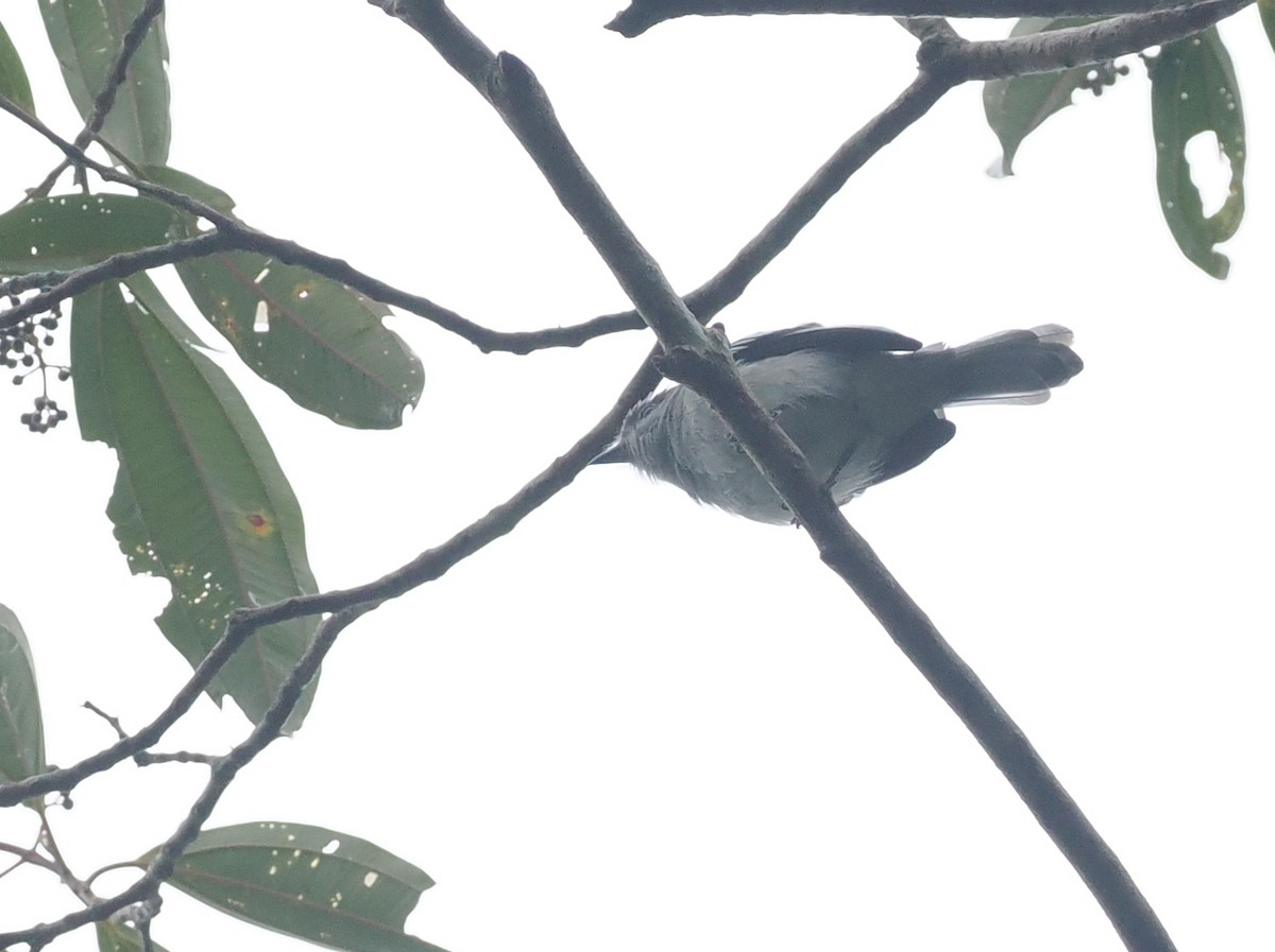 Amazonian Elaenia - ML628050842