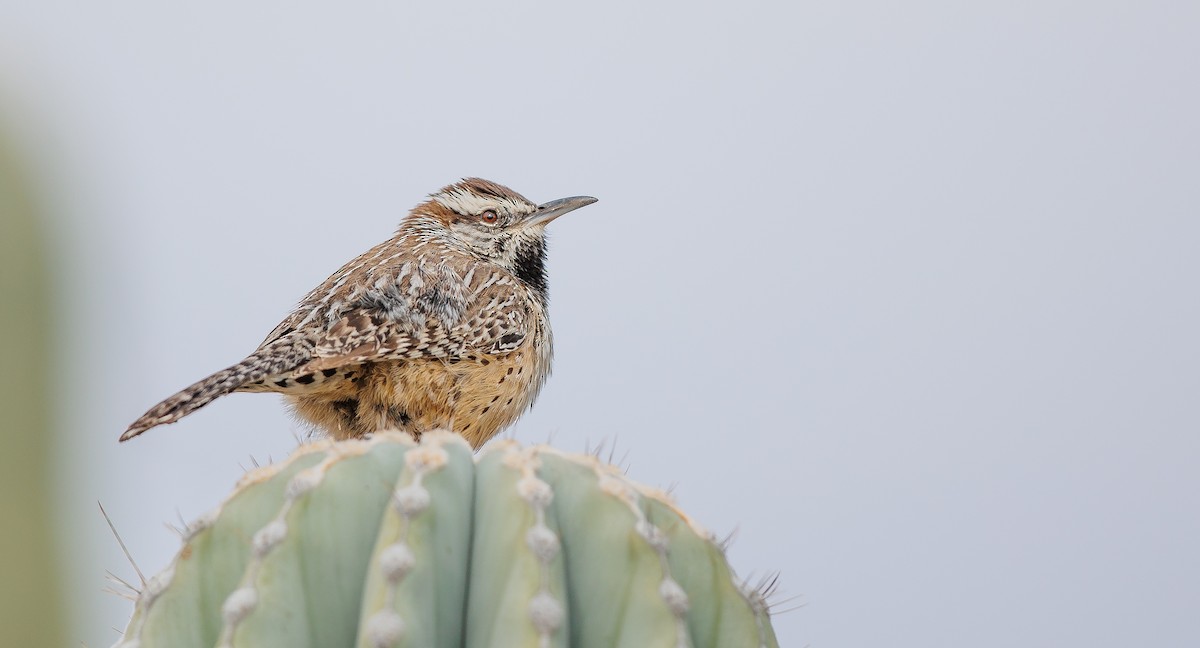 Cactus Wren - ML628050865