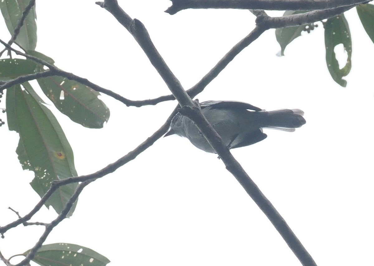 Amazonian Elaenia - ML628050879