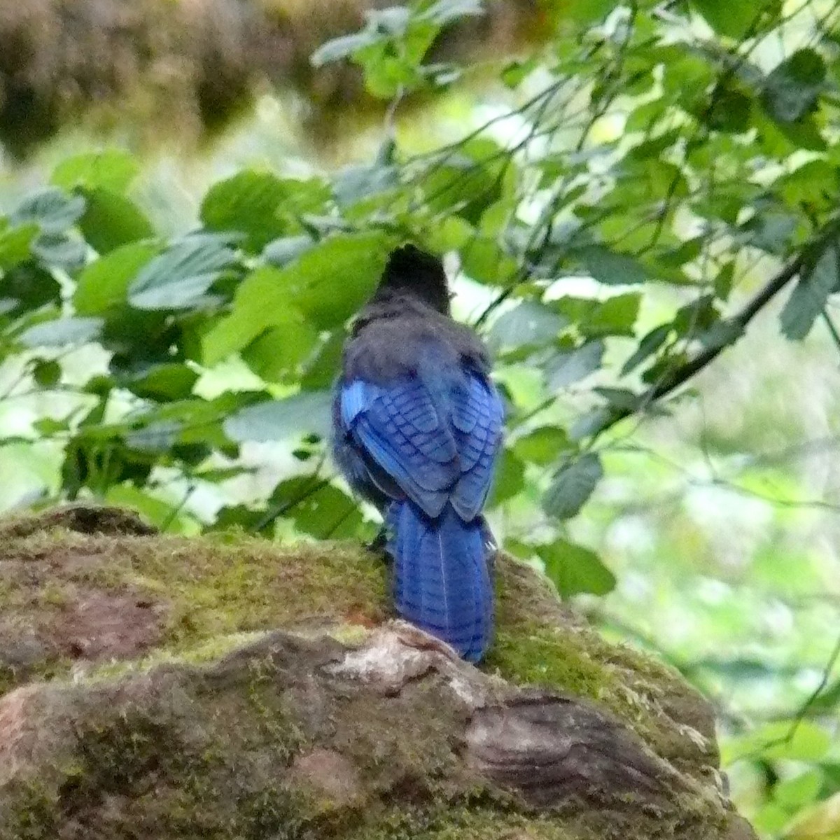 Steller's Jay - ML628050965