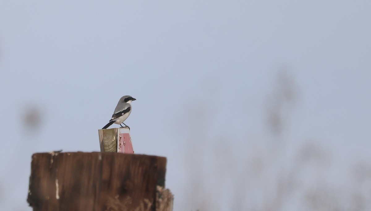 Loggerhead Shrike - ML628051025