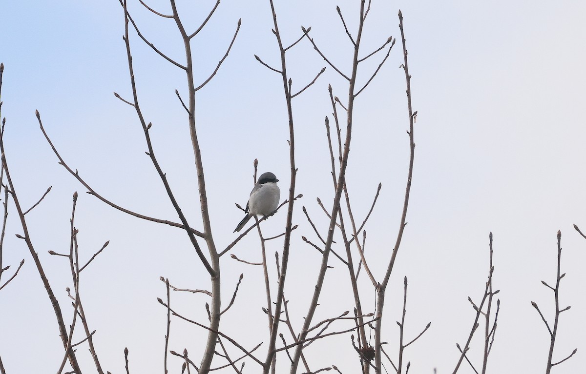 Loggerhead Shrike - ML628051026