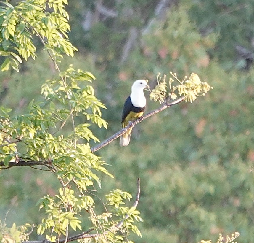 Black-backed Fruit-Dove - ML628051033