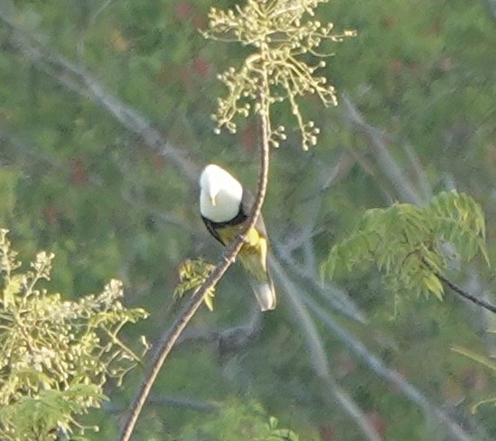 Black-backed Fruit-Dove - ML628051034