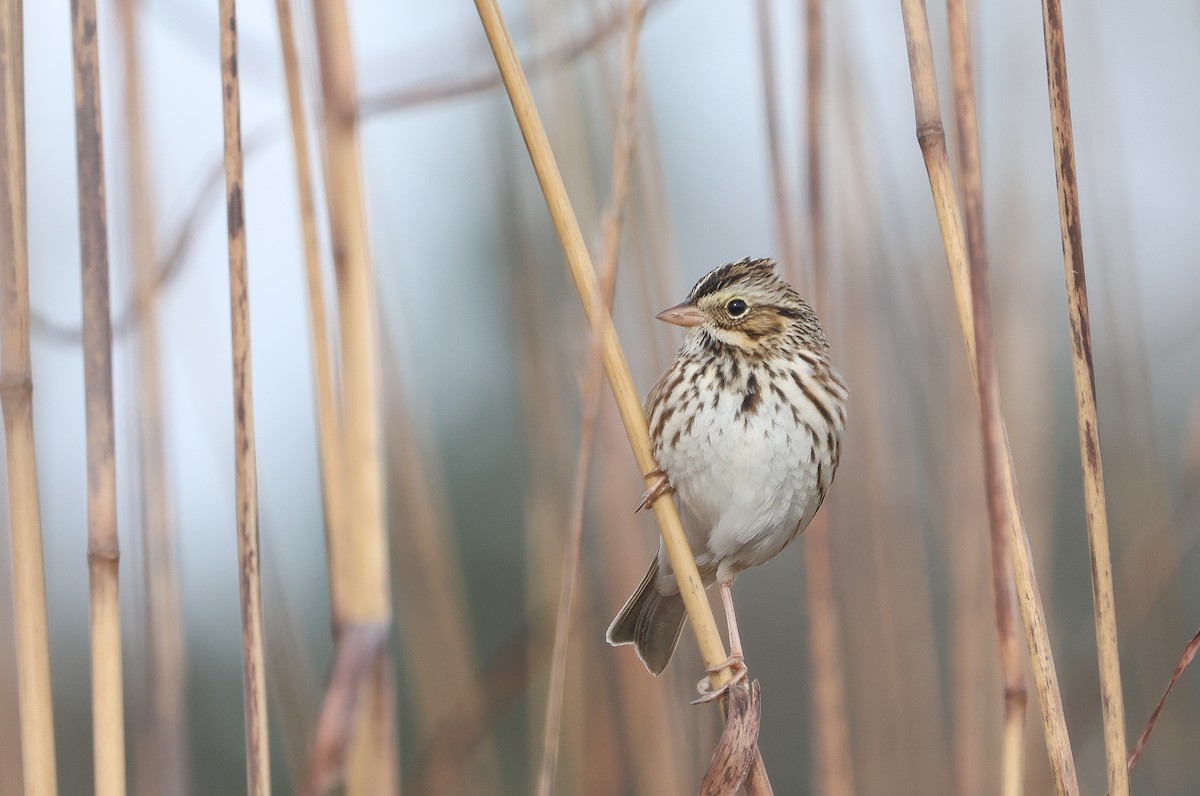 Savannah Sparrow - ML628051036