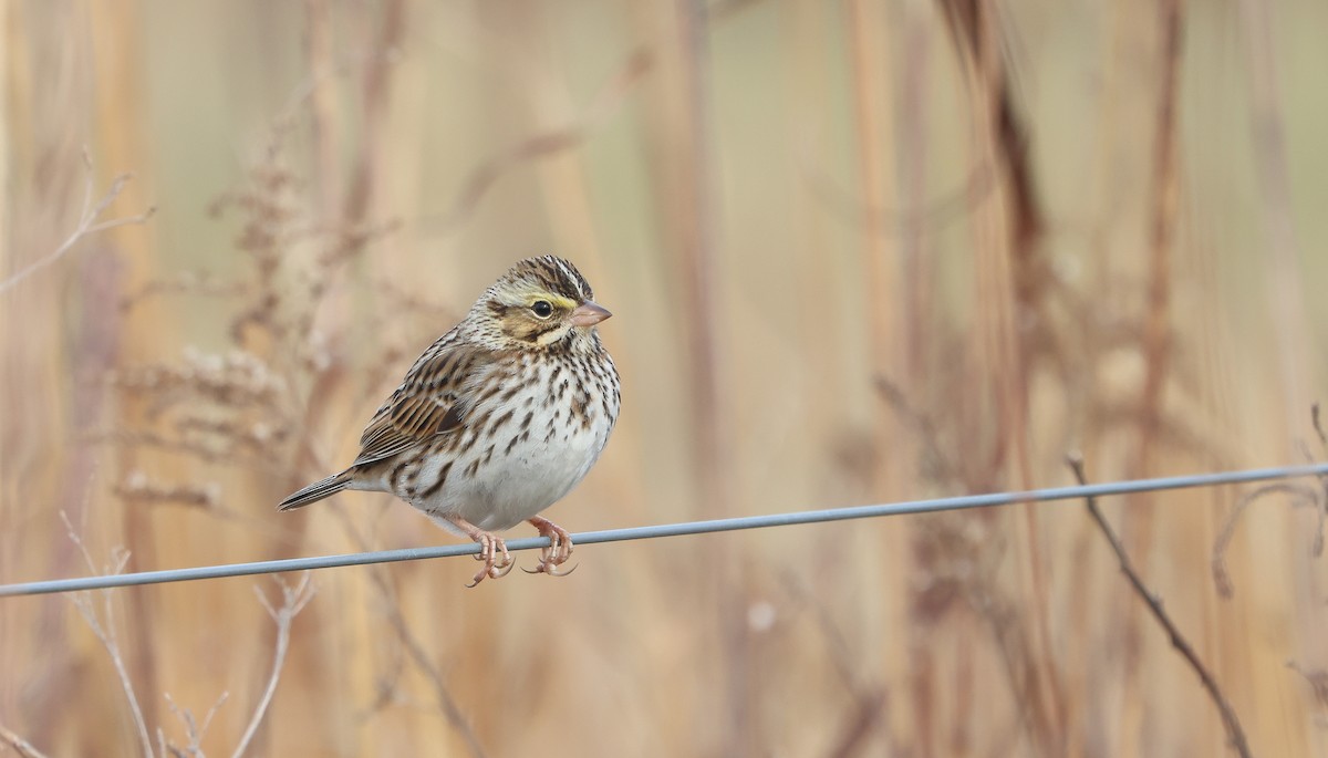 Savannah Sparrow - ML628051037