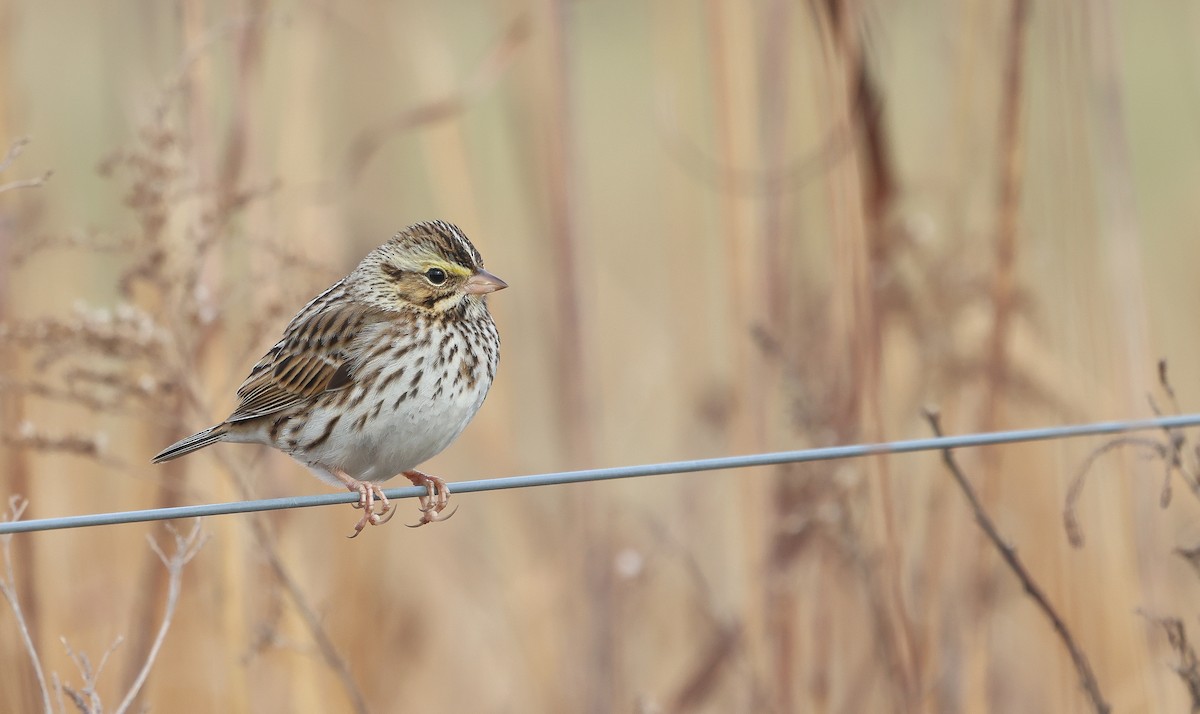 Savannah Sparrow - ML628051038