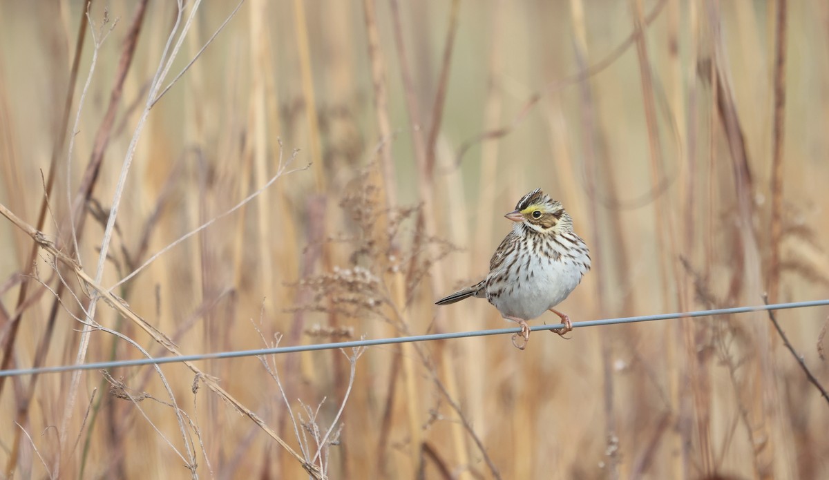Savannah Sparrow - ML628051039