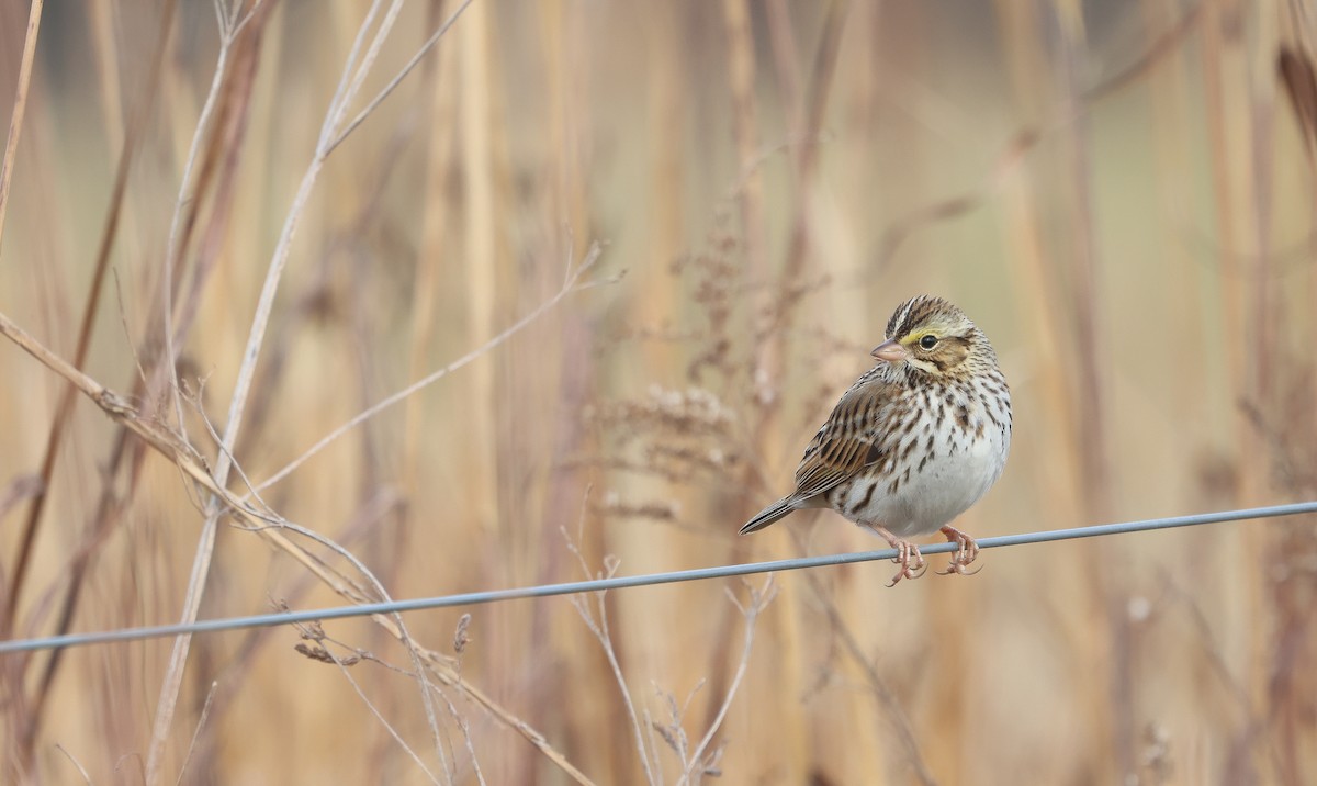 Savannah Sparrow - ML628051040