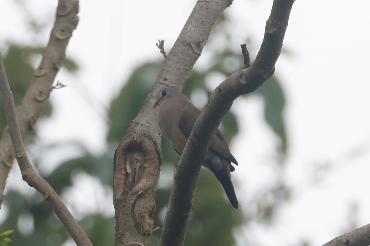 Blue-spotted Wood-Dove - ML628051071