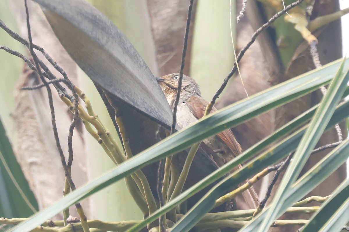 Collared Palm-Thrush - ML628051079