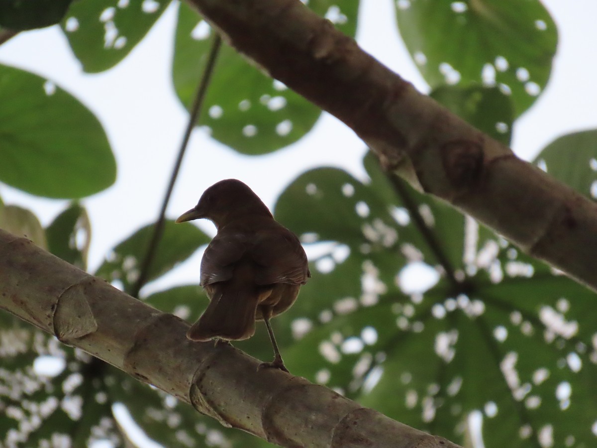 Clay-colored Thrush - ML628051082