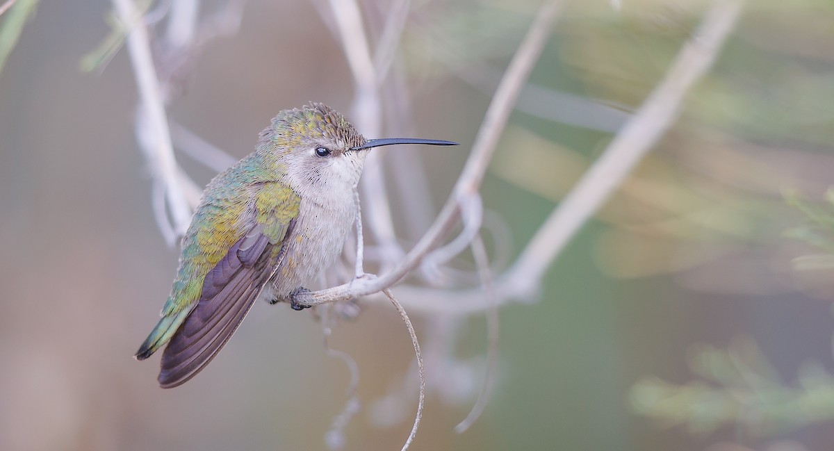 Costa's Hummingbird - ML628051090