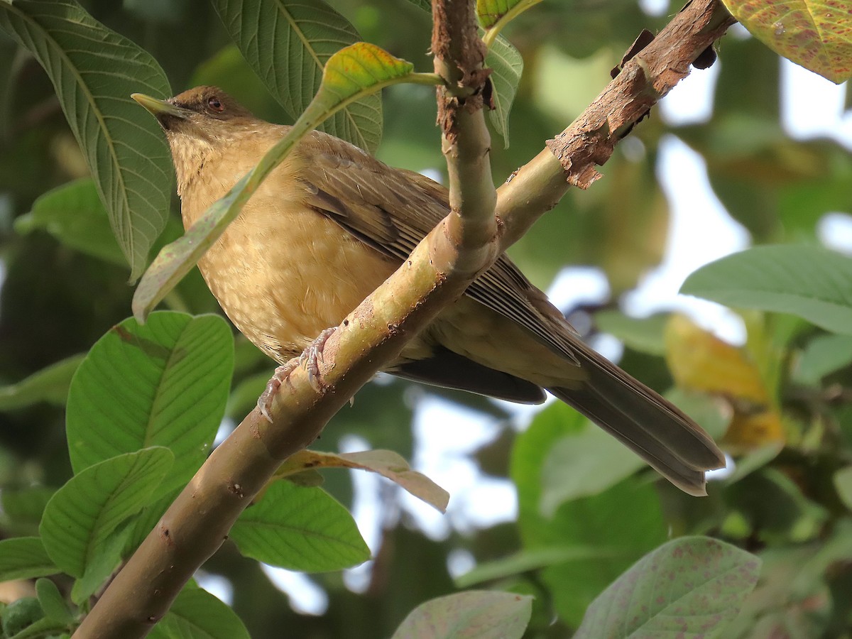 Clay-colored Thrush - ML628051097