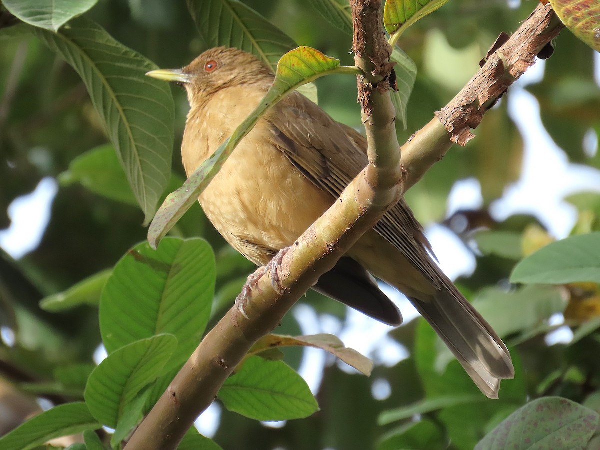 Clay-colored Thrush - ML628051098