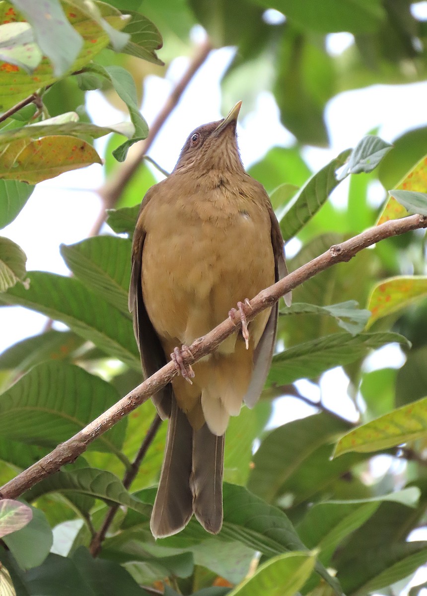 Clay-colored Thrush - ML628051099