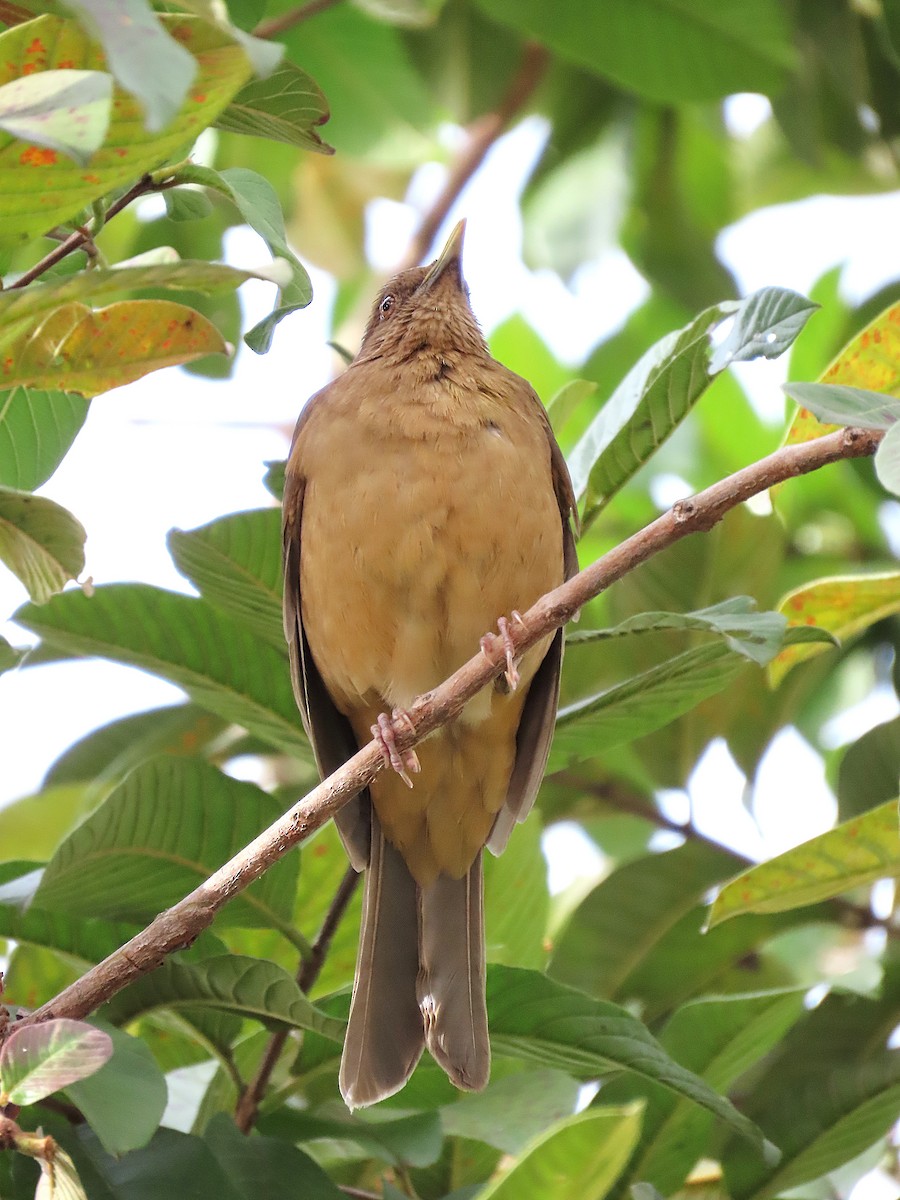 Clay-colored Thrush - ML628051100