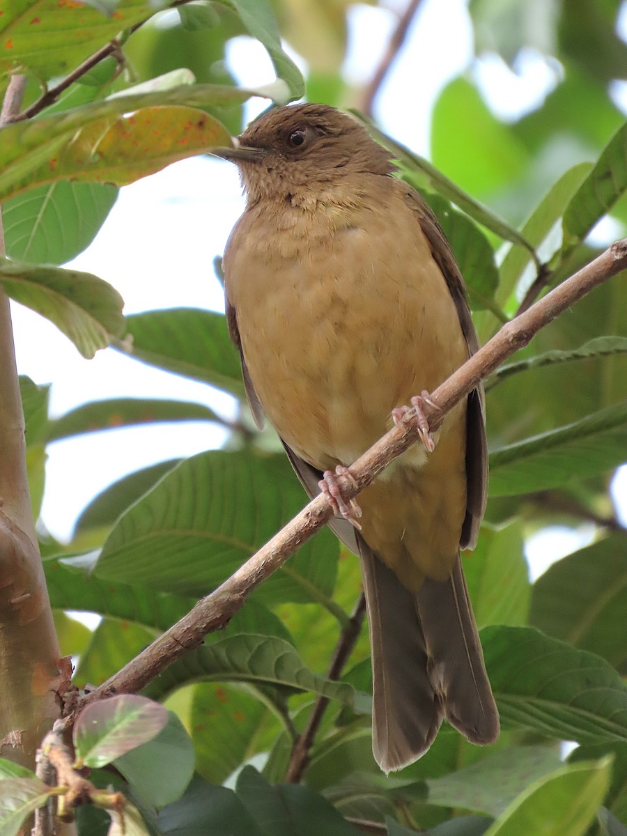 Clay-colored Thrush - ML628051101