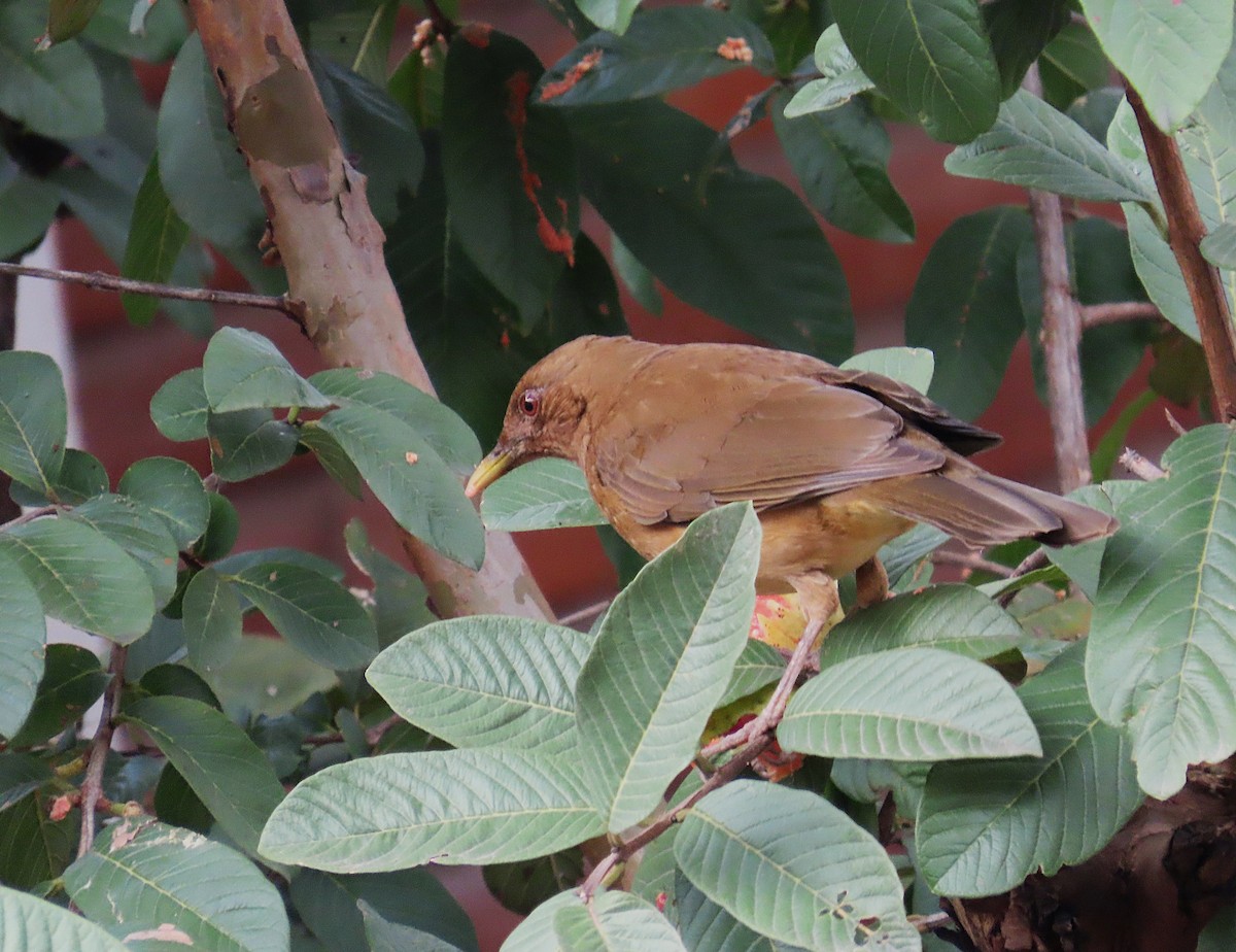 Clay-colored Thrush - ML628051102